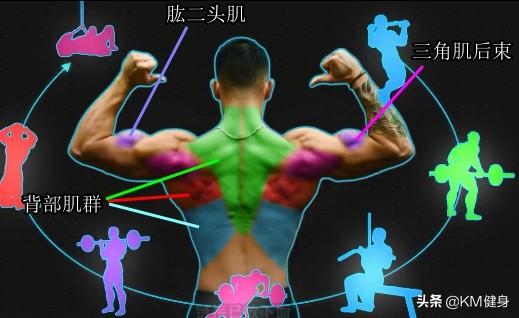 kaiyun登录入口登录app下载 健身干货：三分化训练之“拉力”训练日，必备的高效增肌计划